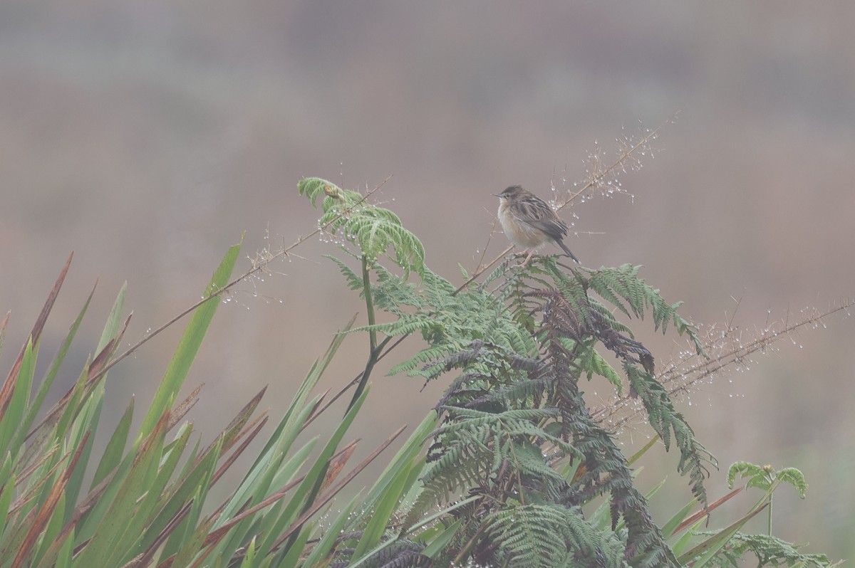 Zitting Cisticola - ML647013577