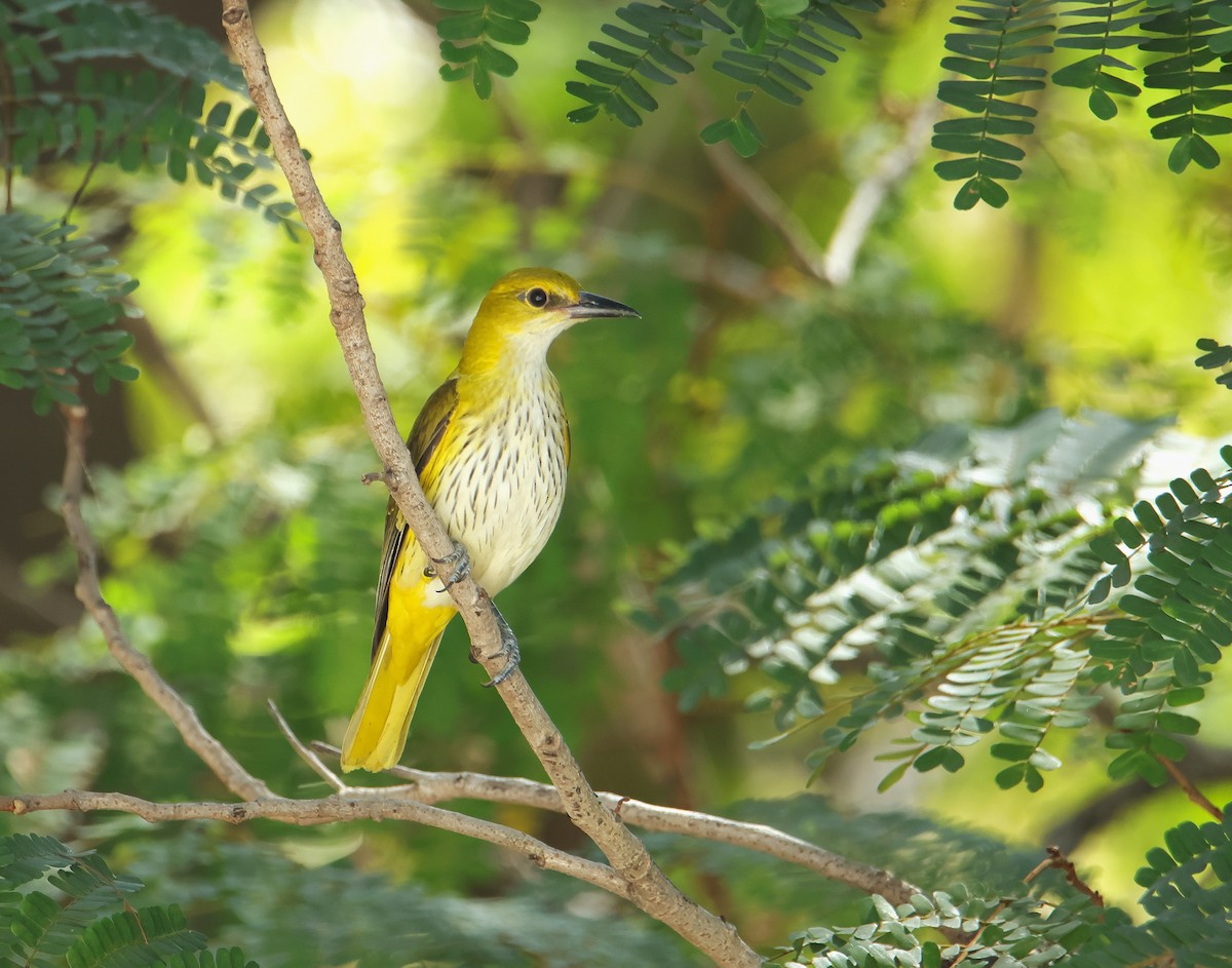 Вивільга індійська - ML647013579