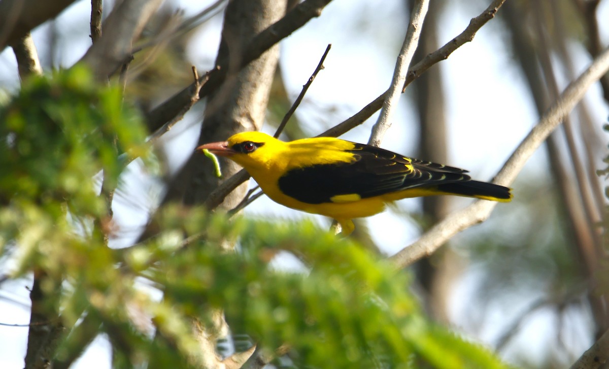 Вивільга індійська - ML647013580