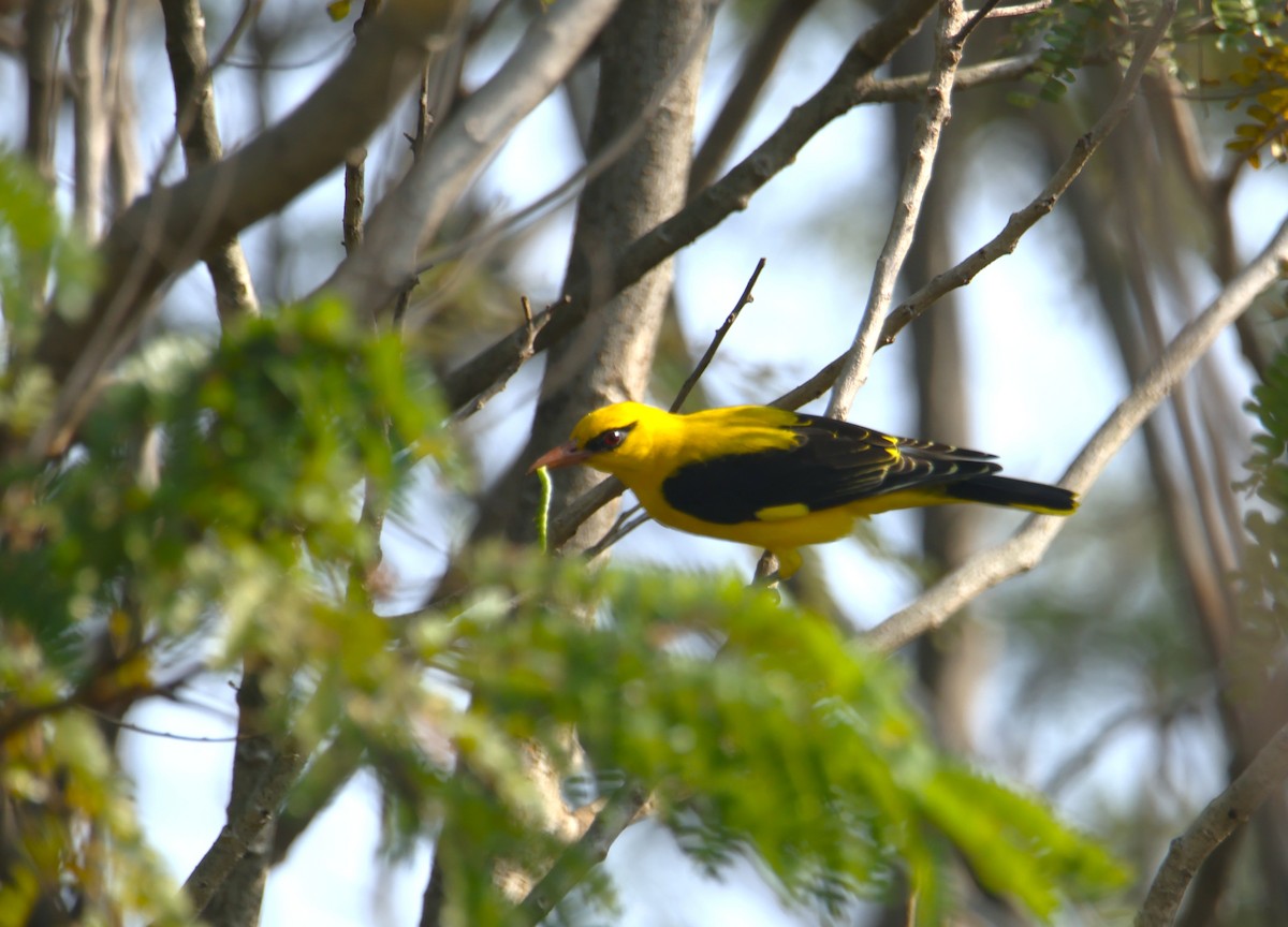 Вивільга індійська - ML647013581