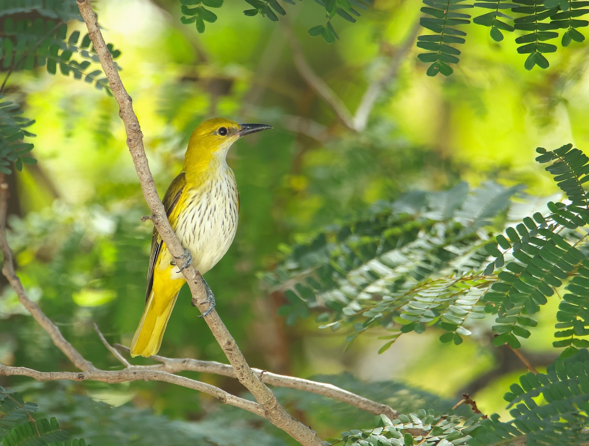 Вивільга індійська - ML647013582