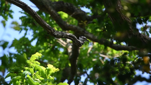 European Pied Flycatcher - ML647013585