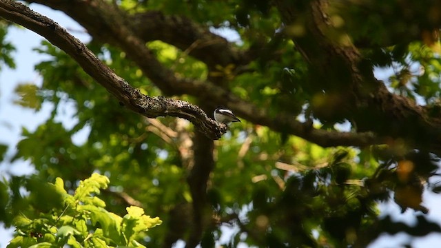 European Pied Flycatcher - ML647013586
