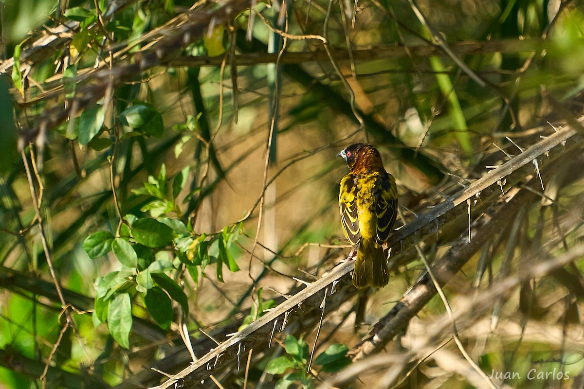 Village Weaver - ML647013591