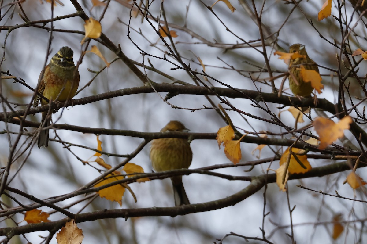 Cirl Bunting - ML647013601