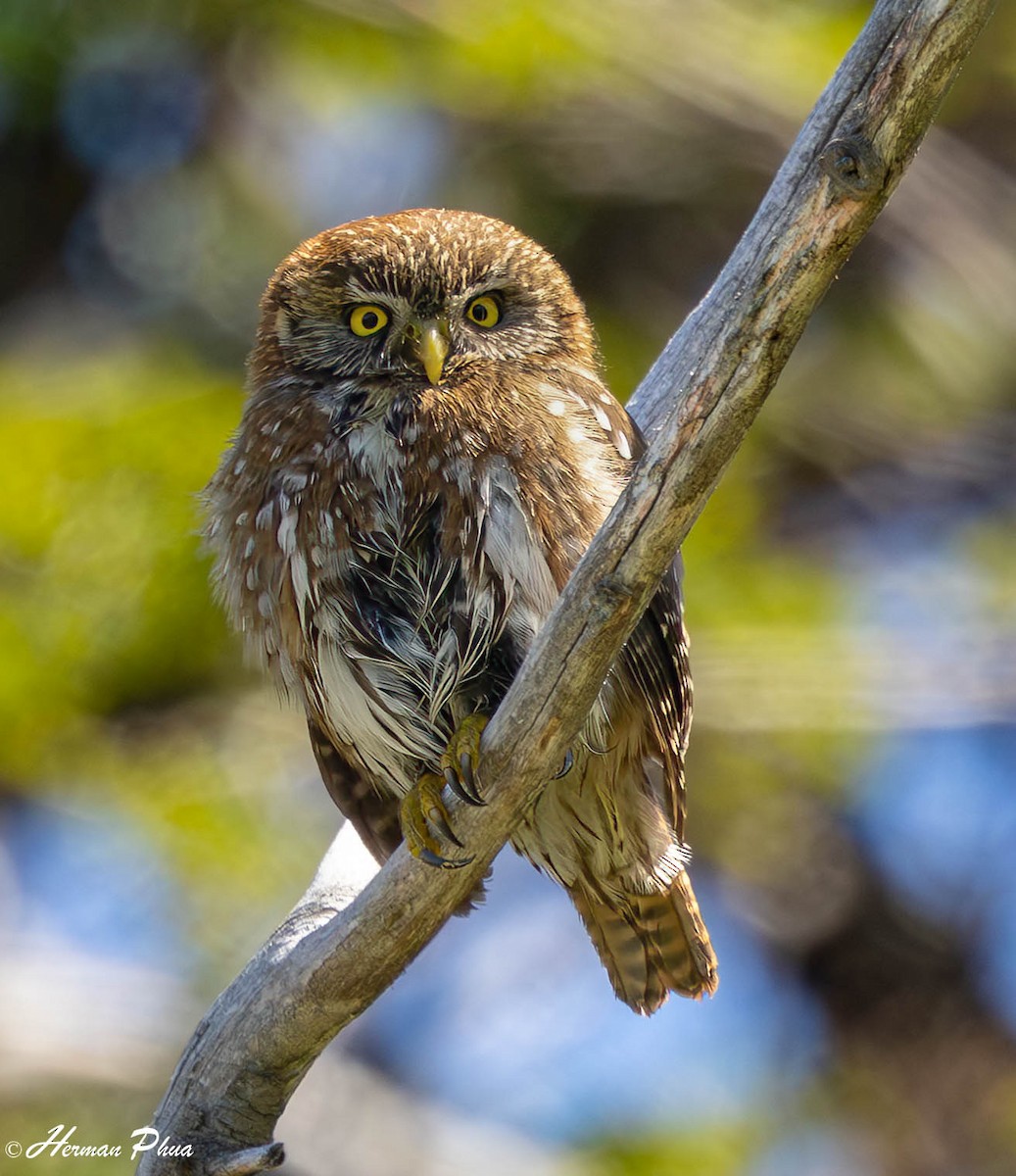Austral Pygmy-Owl - ML647013606