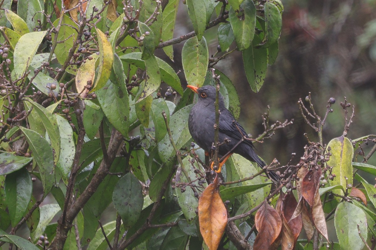 Indian Blackbird (Sri Lanka) - ML647013623