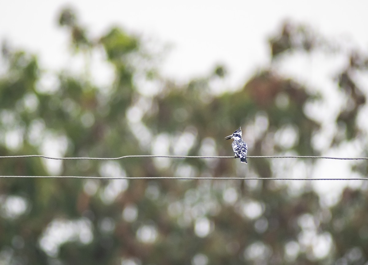 Pied Kingfisher - ML647013626