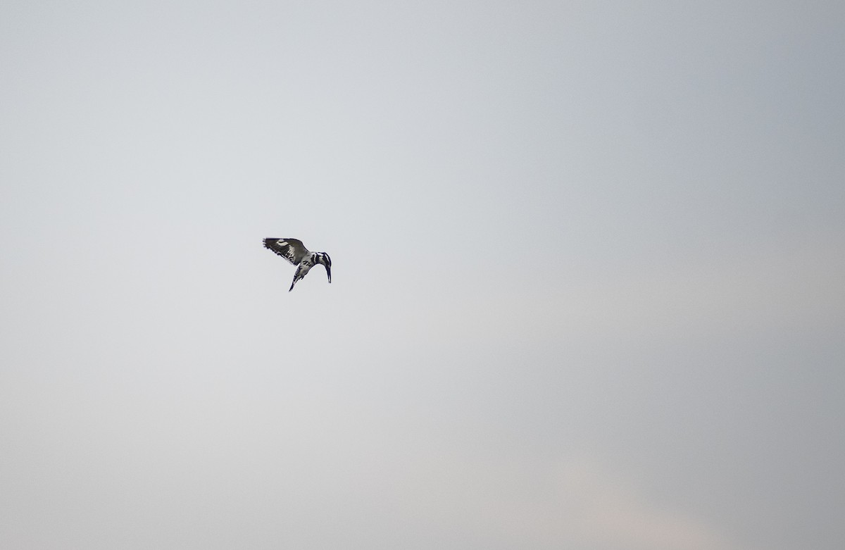 Pied Kingfisher - ML647013627