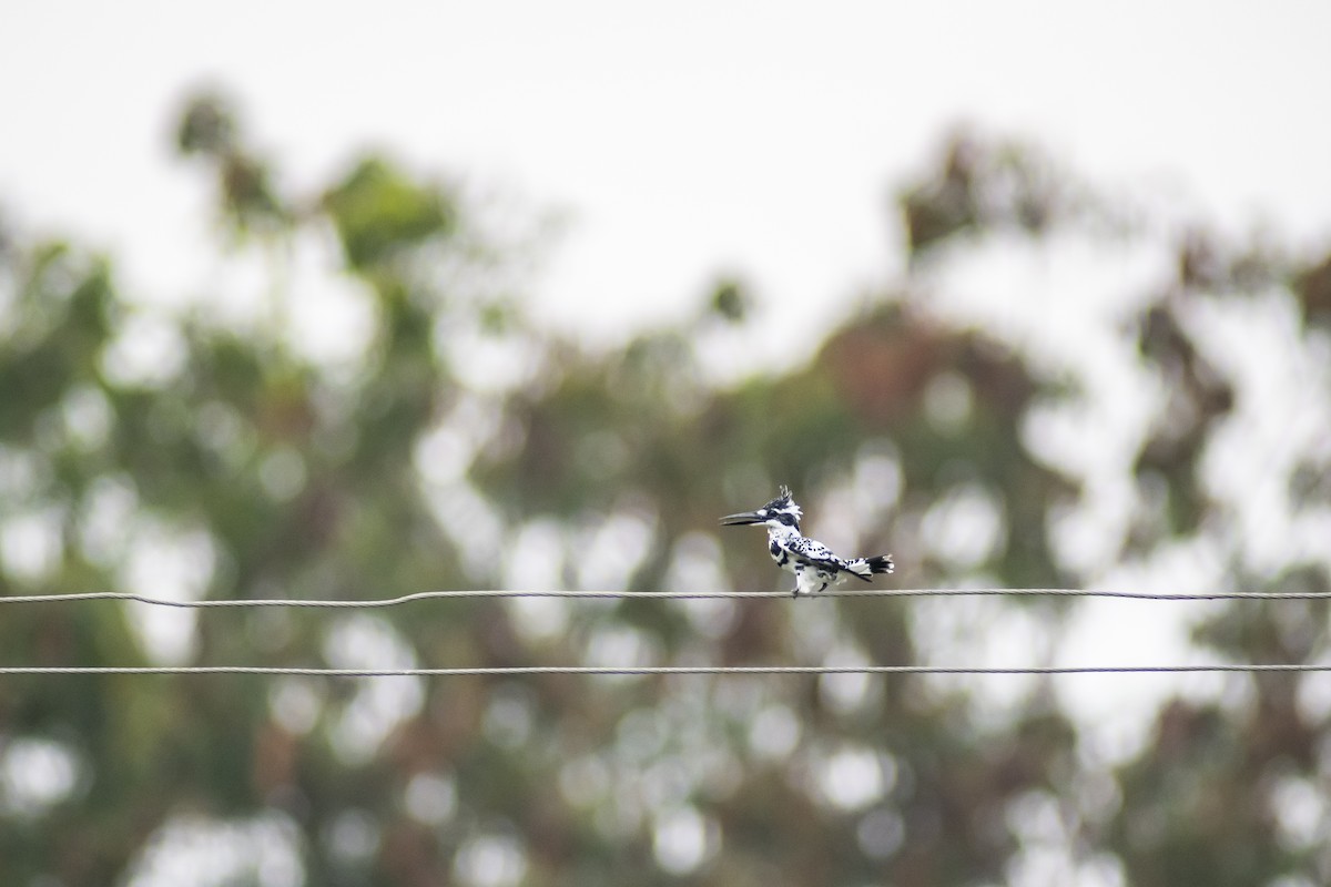 Pied Kingfisher - ML647013628