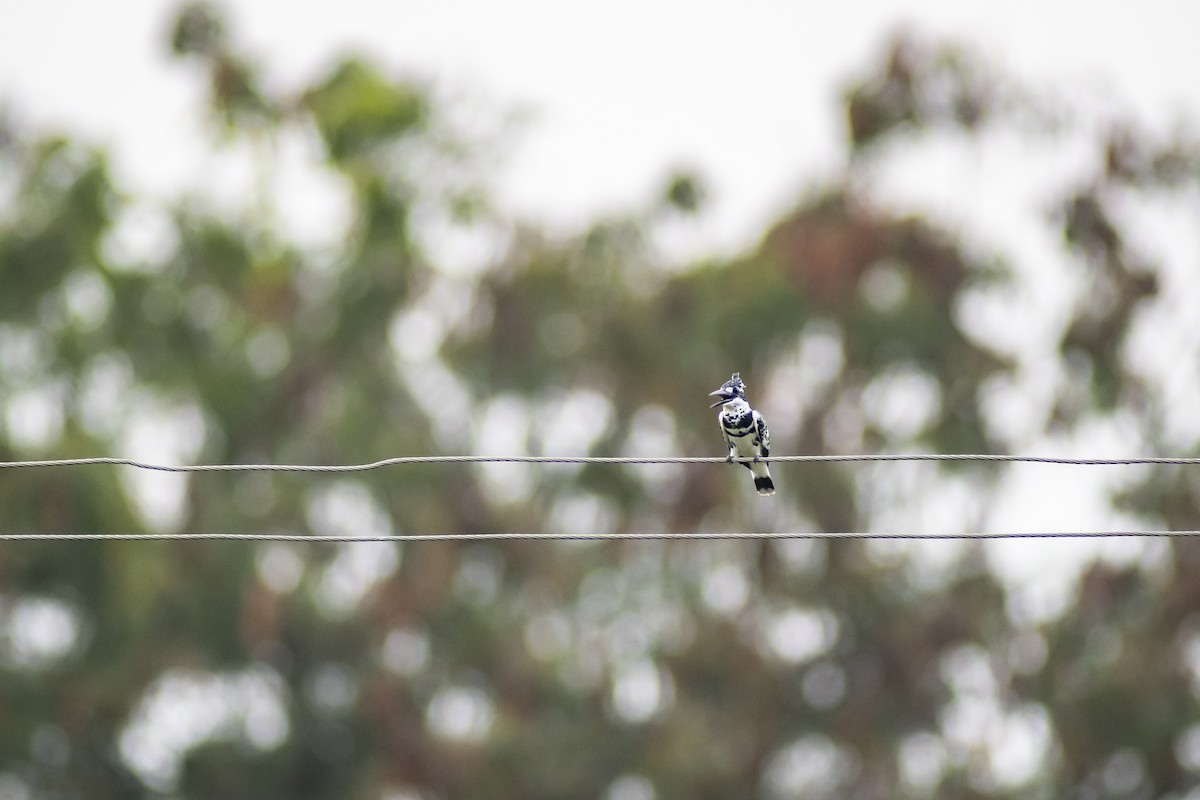 Pied Kingfisher - ML647013629