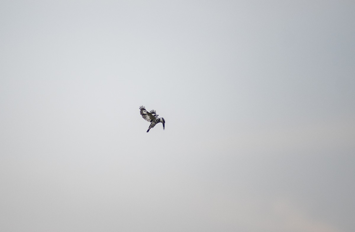 Pied Kingfisher - ML647013630