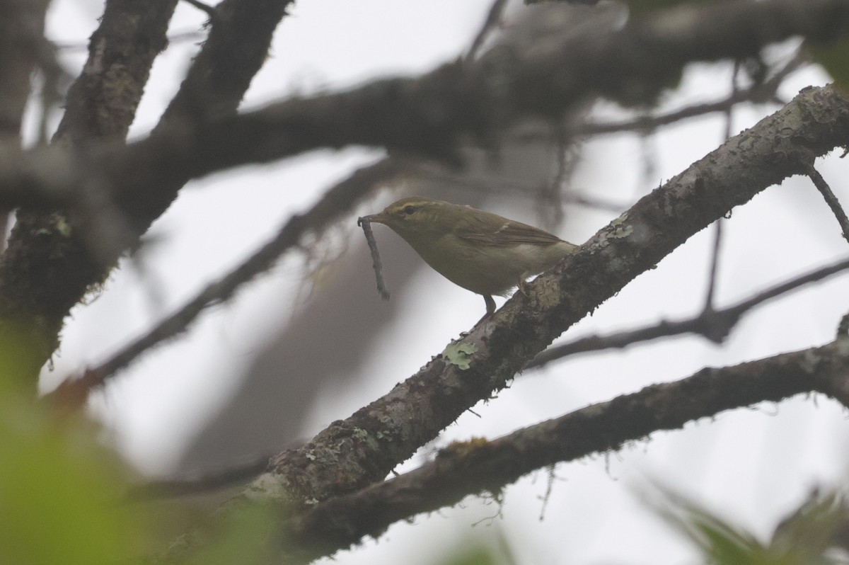 Green Warbler - ML647013631