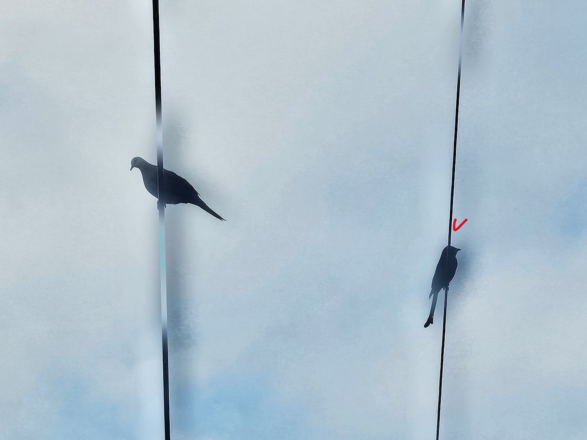 Black Drongo - ML647013635