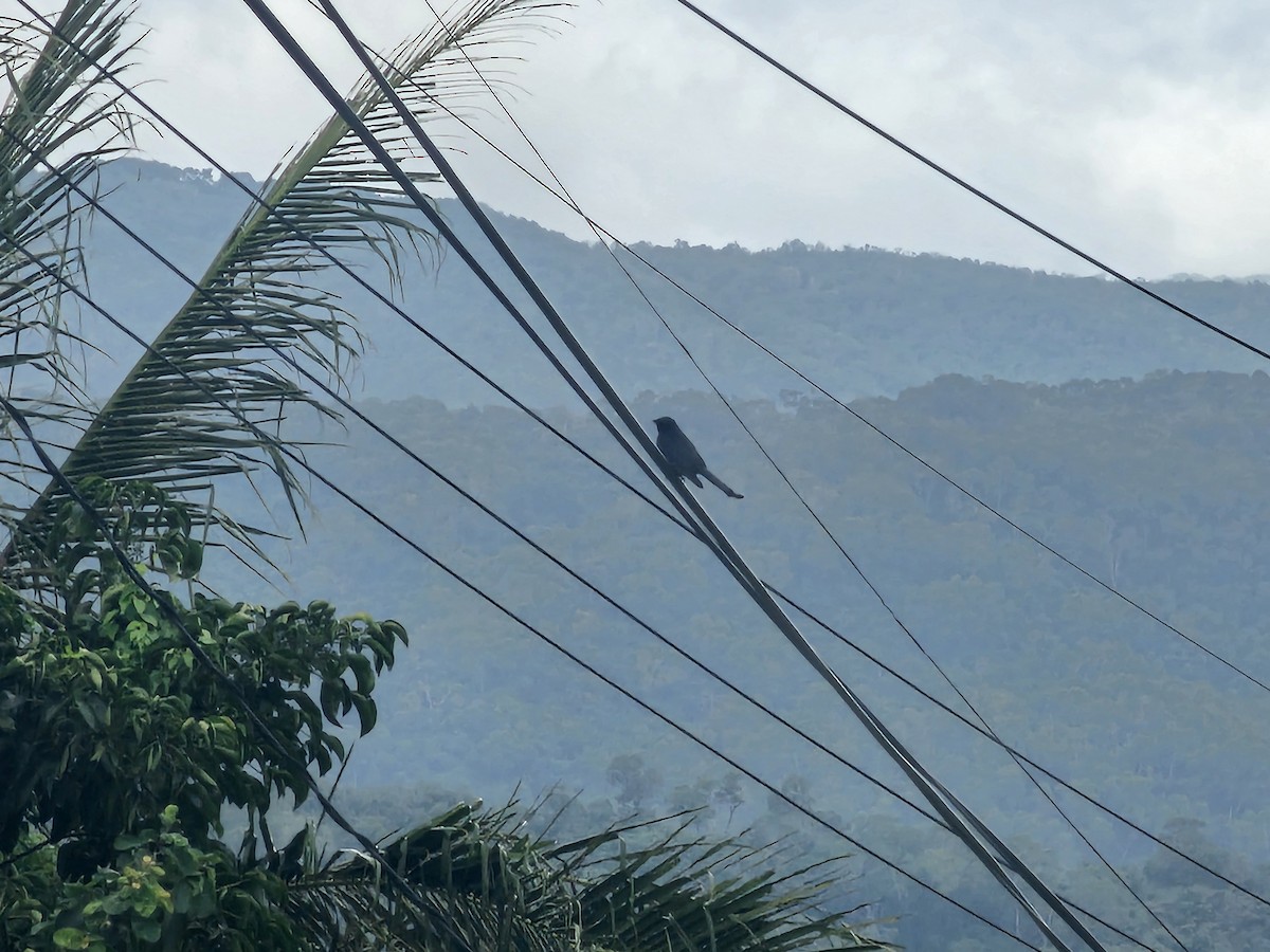 Black Drongo - ML647013636