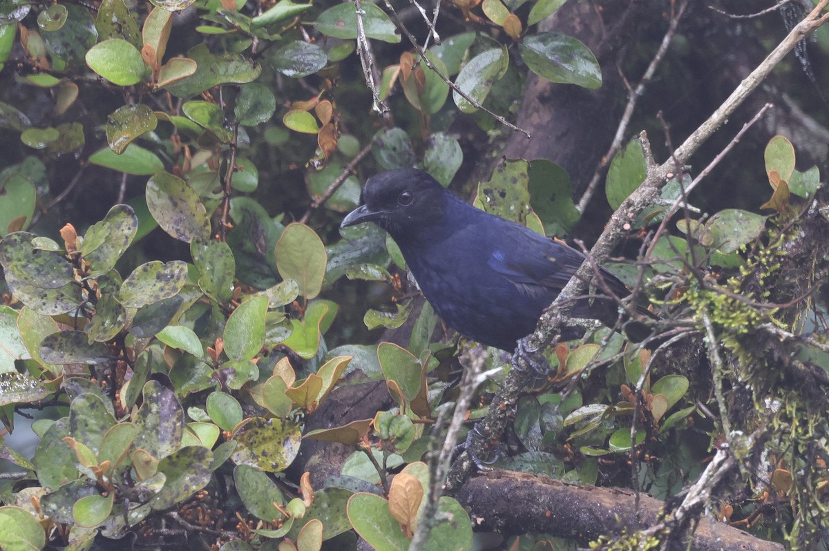 Sri Lanka Whistling-Thrush - ML647013642
