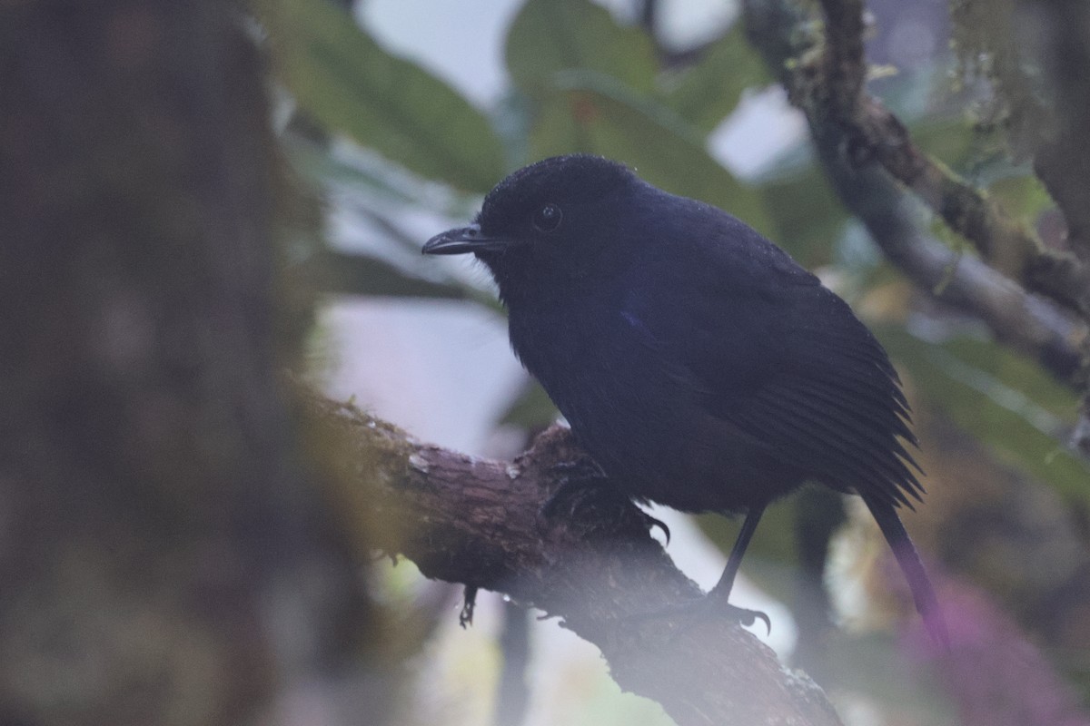 Sri Lanka Whistling-Thrush - ML647013643