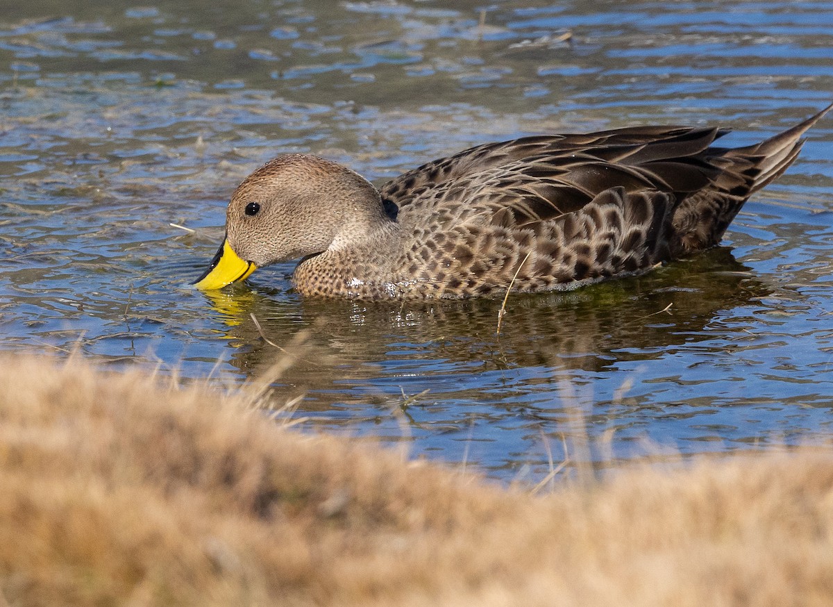 Yellow-billed Pintail - ML647013644