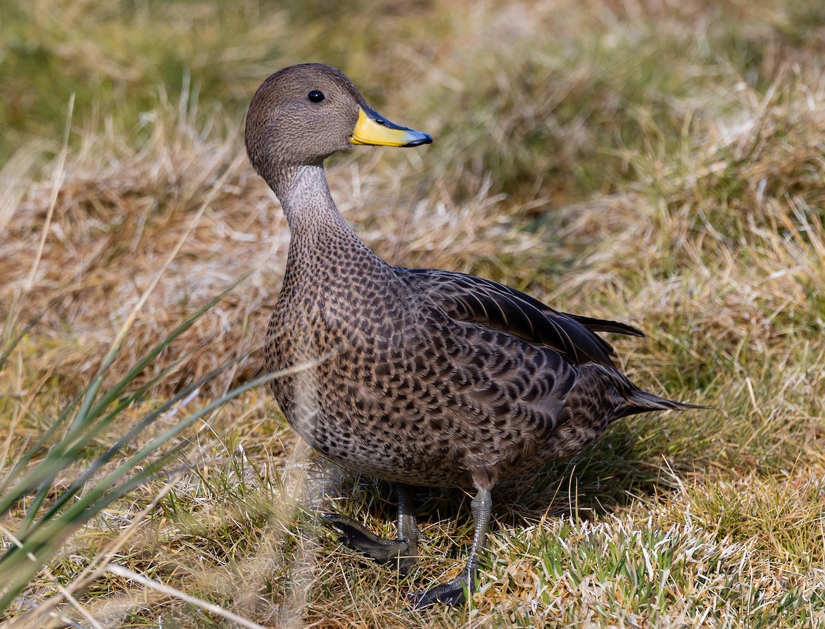 Yellow-billed Pintail - ML647013645