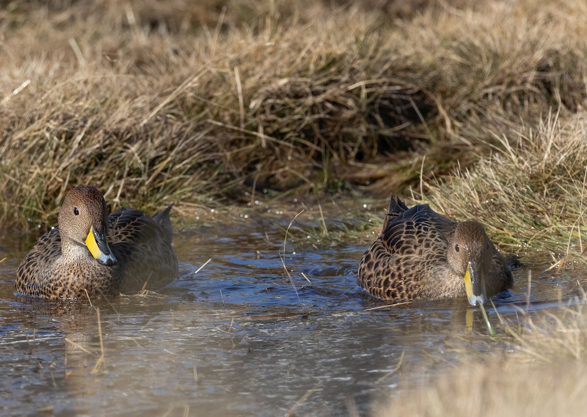 Yellow-billed Pintail - ML647013646