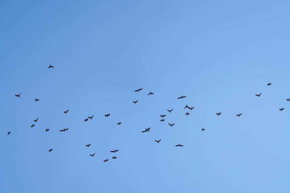 Common Wood-Pigeon - ML647013648