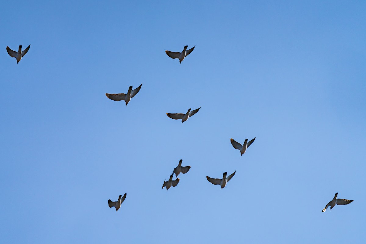 Common Wood-Pigeon - ML647013649