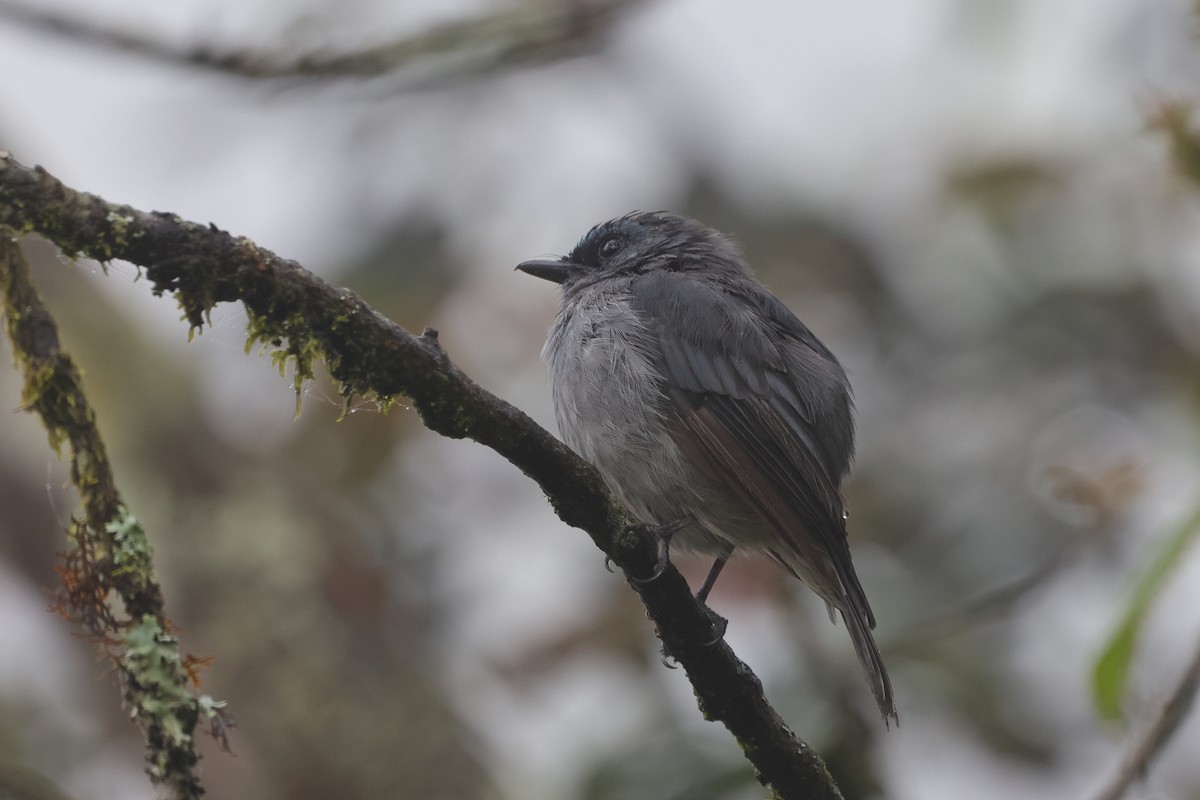 Dull-blue Flycatcher - ML647013651