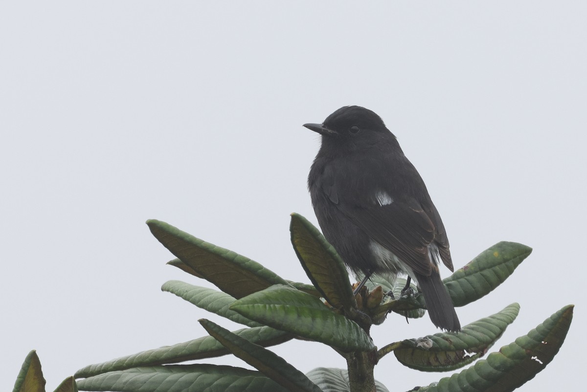 Pied Bushchat - ML647013657