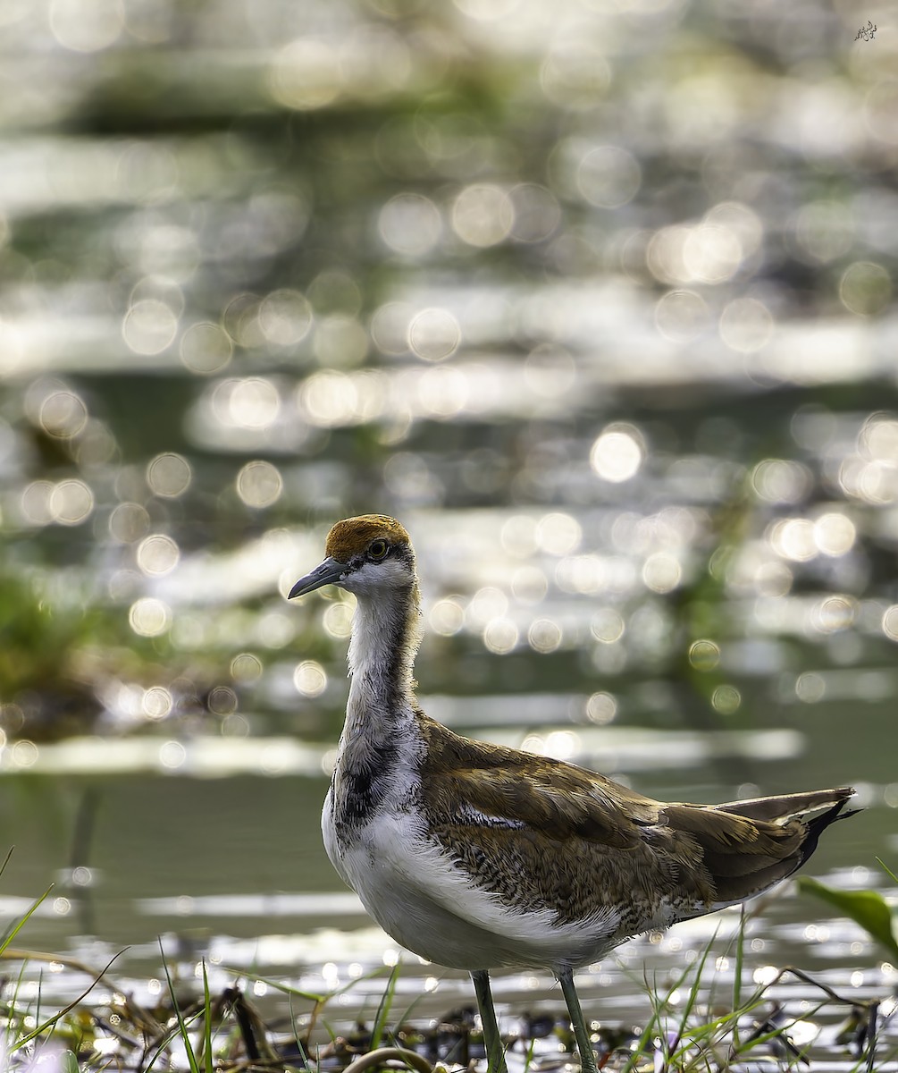 Фазанохвостая якана - ML647013658