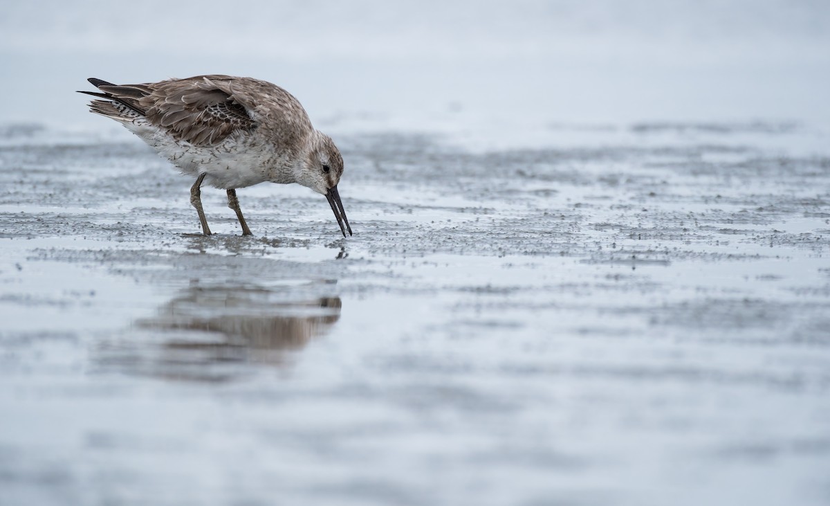 Piovanello maggiore - ML647013664