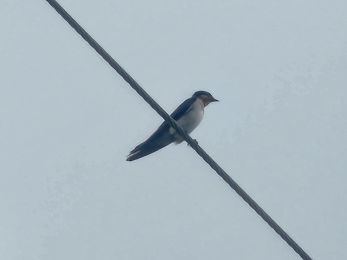 vlaštovka obecná - ML647013672