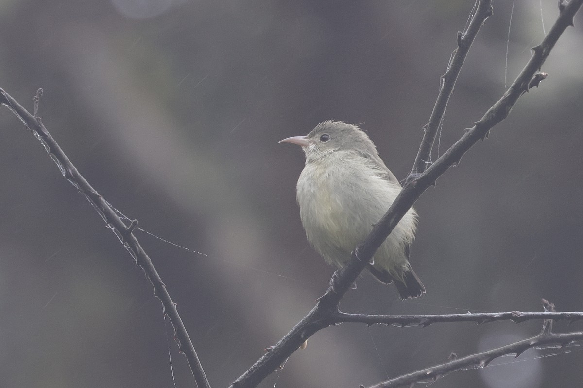 Pale-billed Flowerpecker - ML647013674