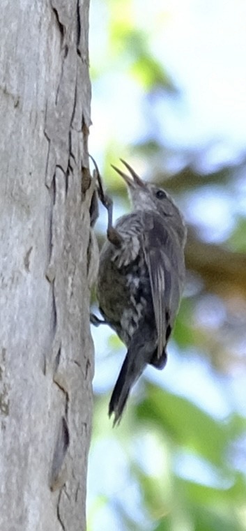 White-throated Treecreeper - ML647013675