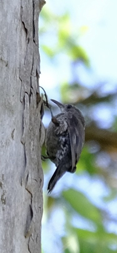 White-throated Treecreeper - ML647013676
