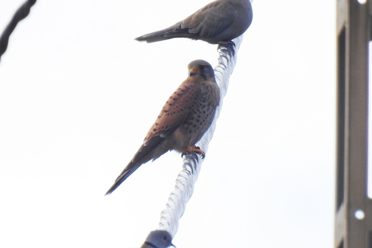 Eurasian Kestrel - ML647013678