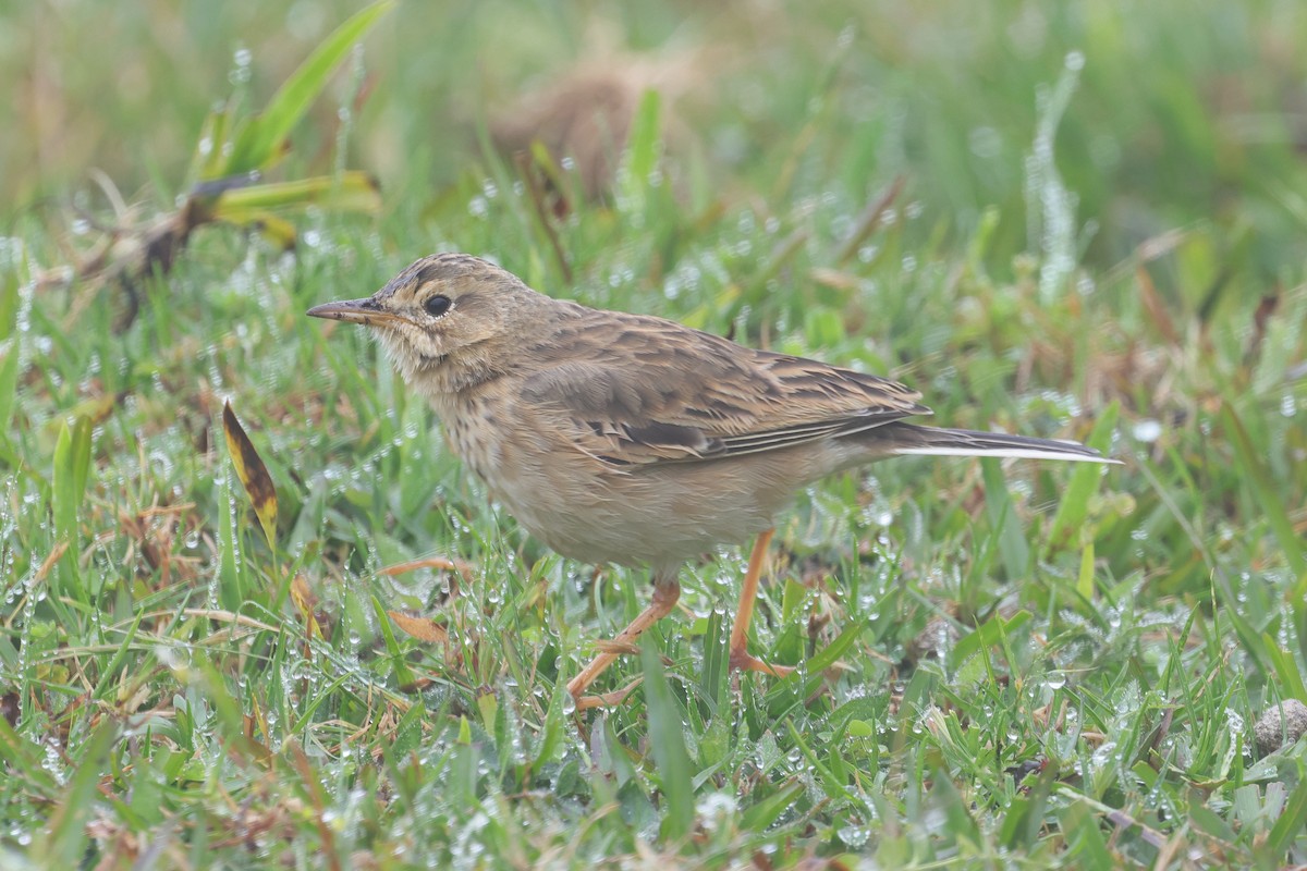 Paddyfield Pipit - ML647013679