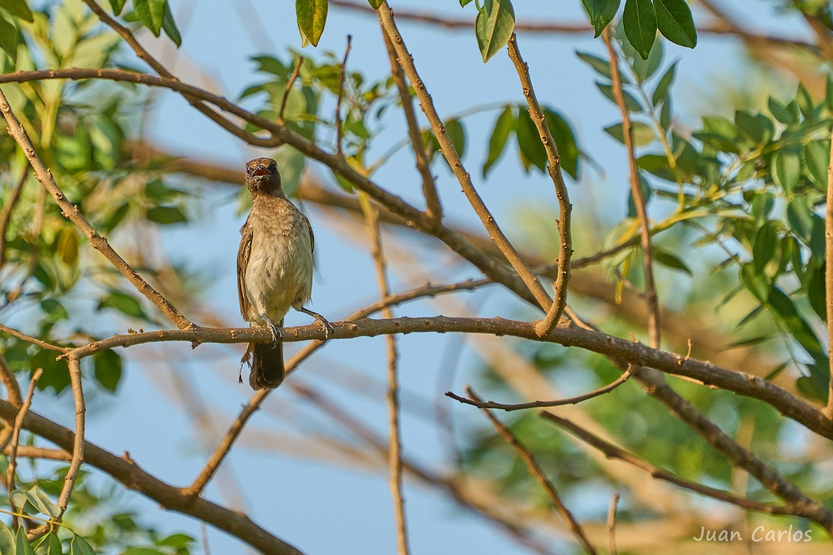 Common Bulbul - ML647013680