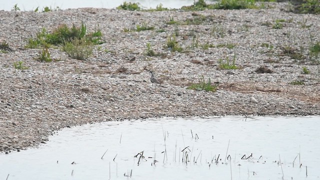 灰斑鴴 - ML647013681