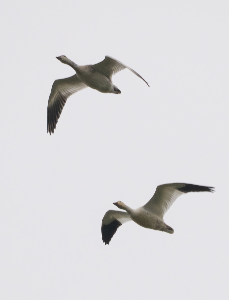 Snow Goose - ML647013682