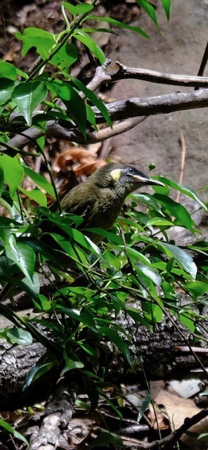 Lewin's Honeyeater - ML647013683