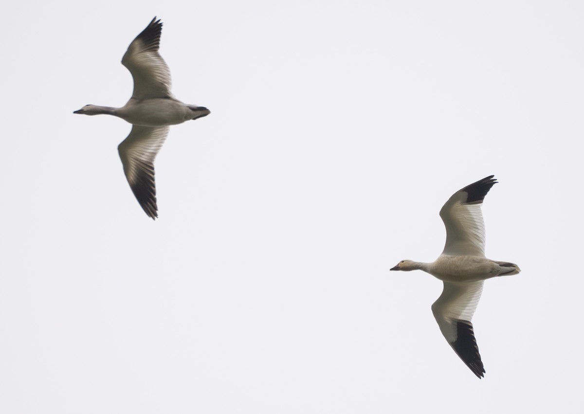 Snow Goose - ML647013684