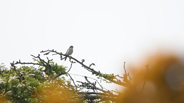 Lesser Whitethroat - ML647013685