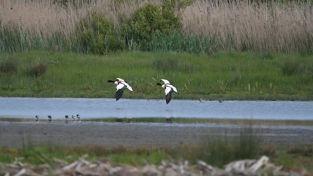Common Shelduck - ML647013687