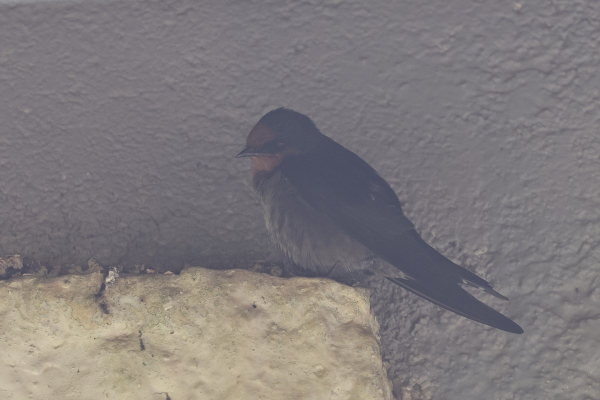 Hill Swallow - ML647013688