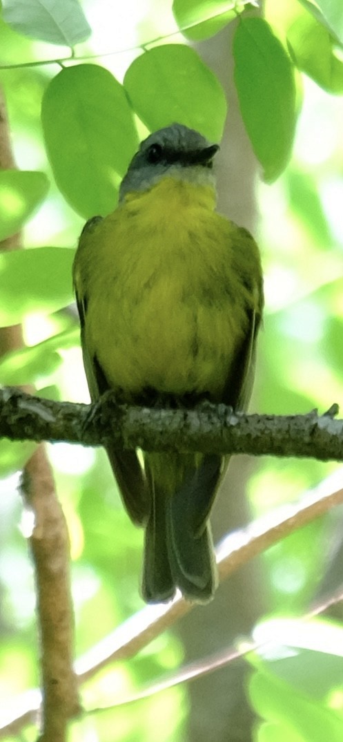 Yellow-tufted Honeyeater - ML647013689