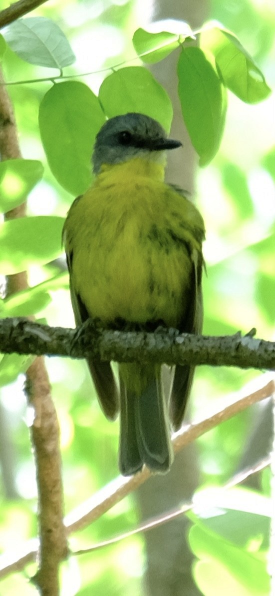 Yellow-tufted Honeyeater - ML647013690