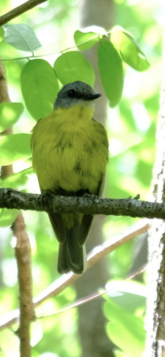 Yellow-tufted Honeyeater - ML647013691