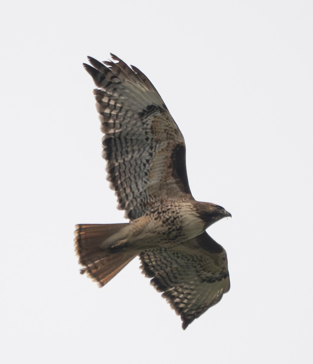 Red-tailed Hawk - ML647013692