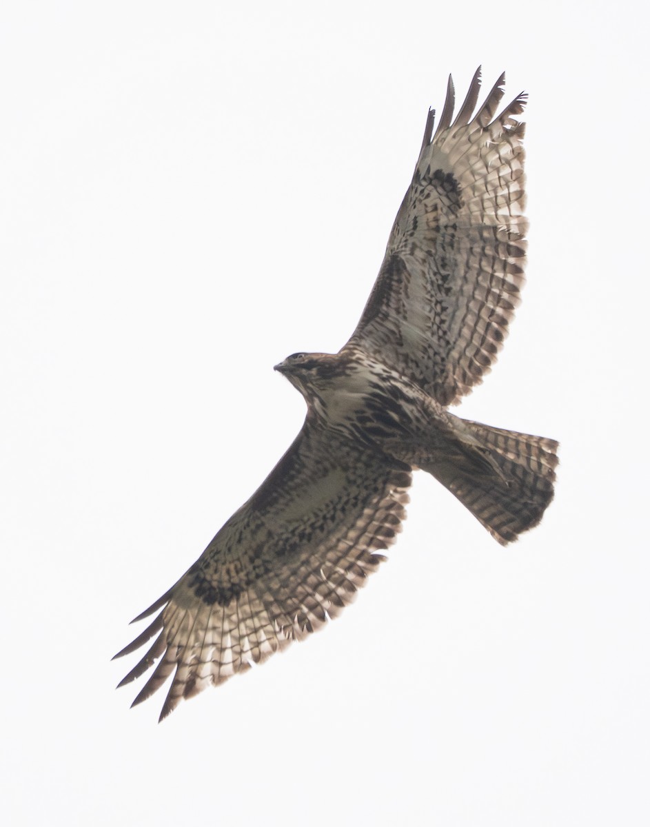 Red-tailed Hawk - ML647013694