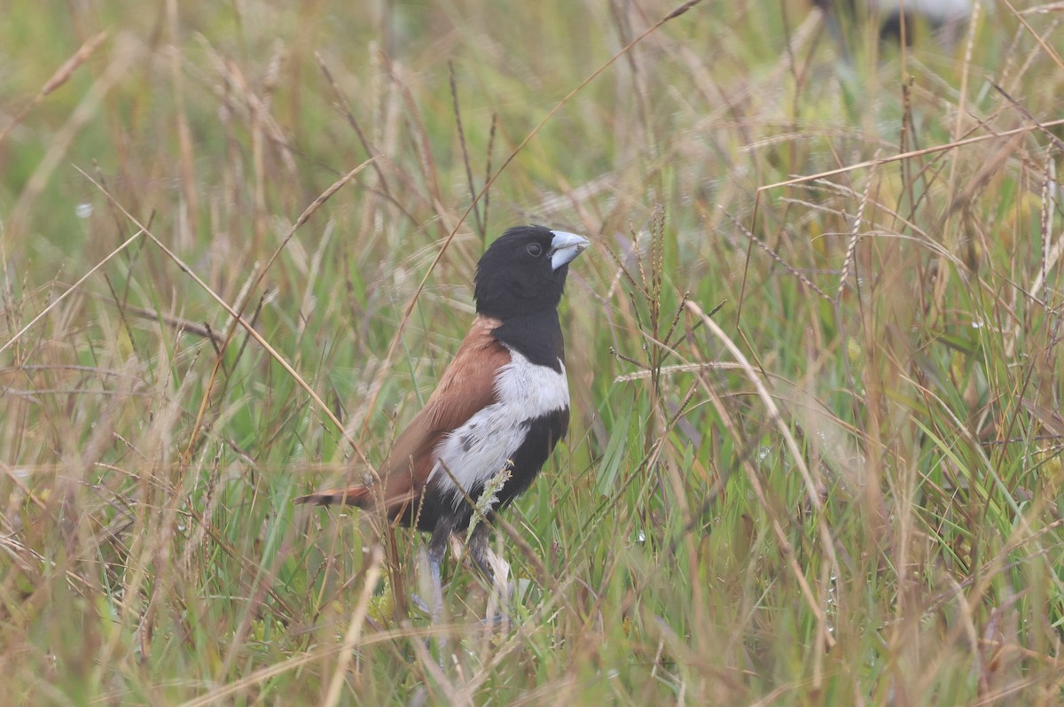 Tricolored Munia - ML647013695